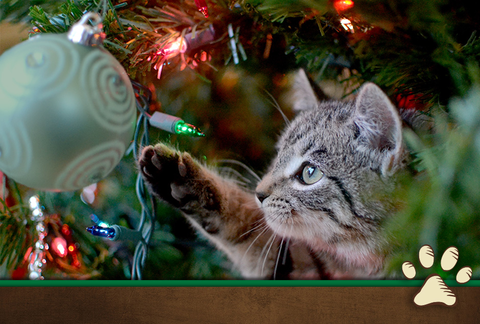 kitten playing with Christmas ornament