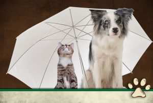 dog and cat sitting under umbrella