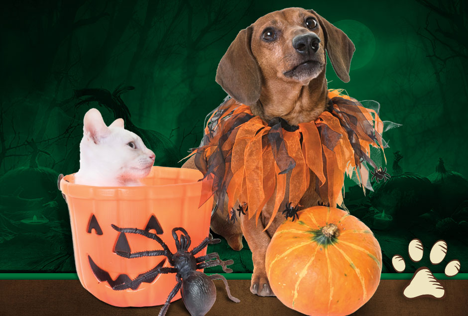 dog and cat in halloween decoration