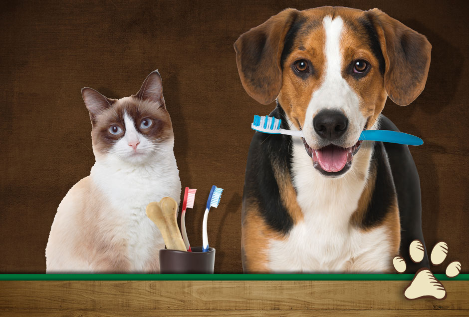 cat and dog dental health