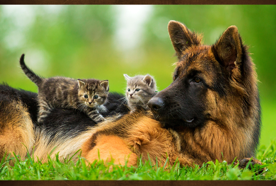 two kittens on a dog