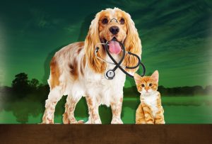 Dog with stethoscope and kitten