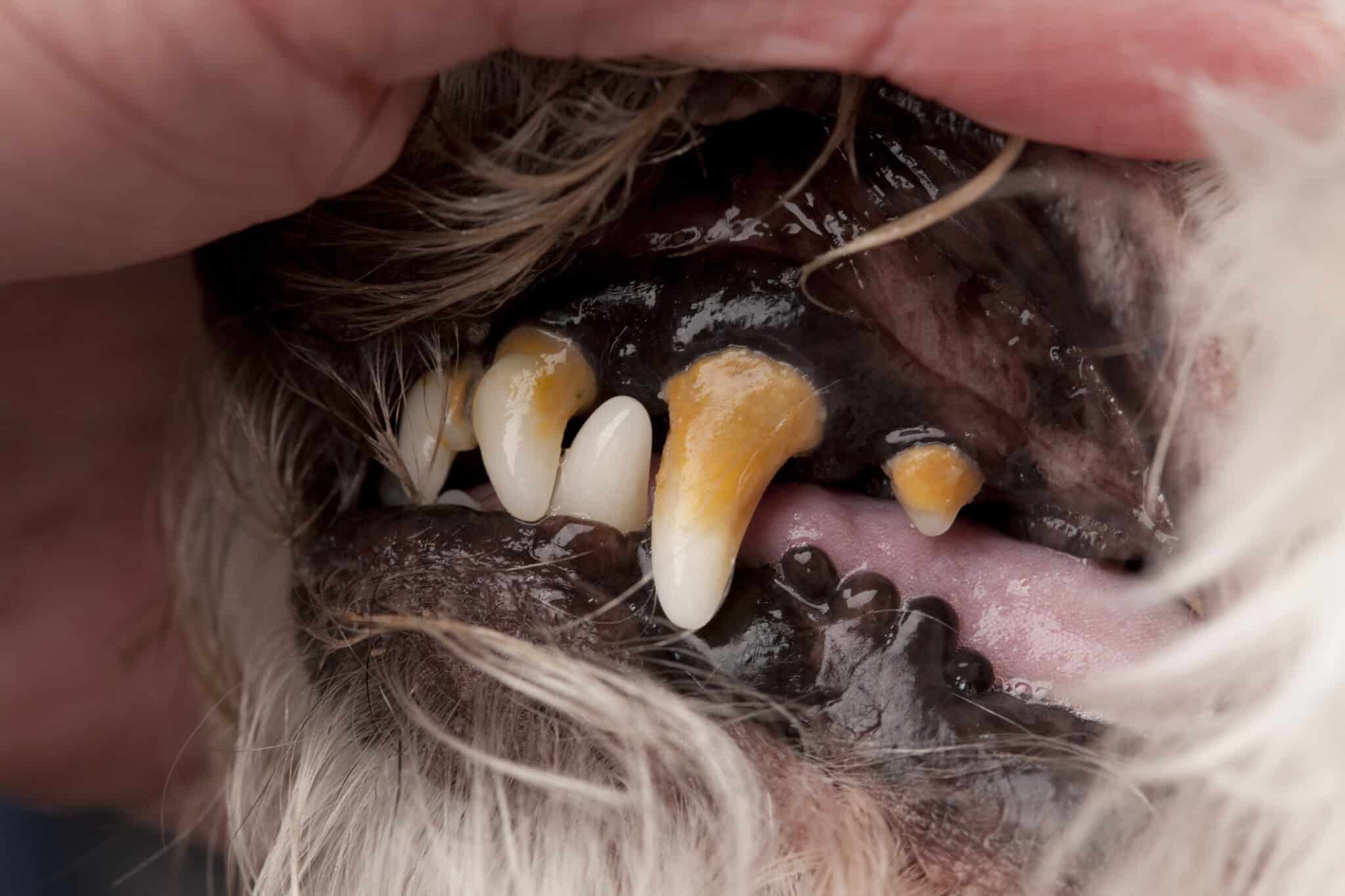 how-to-tell-if-your-dog-has-a-tooth-infection-woodland-animal-hospital