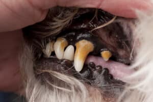 dog tooth infection in Locust Grove, GA