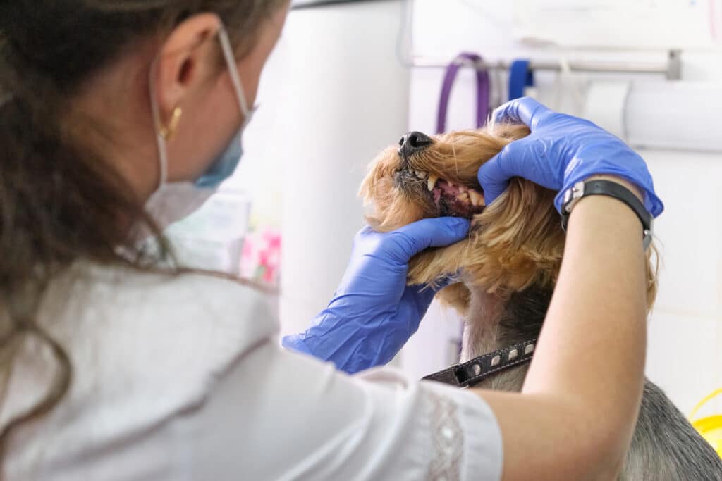 examining a dog's teeth for stage 4 periodontal disease