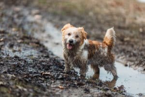 small-dog-covered-in-mud