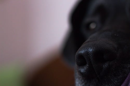 close-up-of-black-dog's-nose