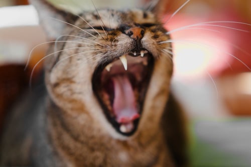 cat-yawning-with-teeth-showing