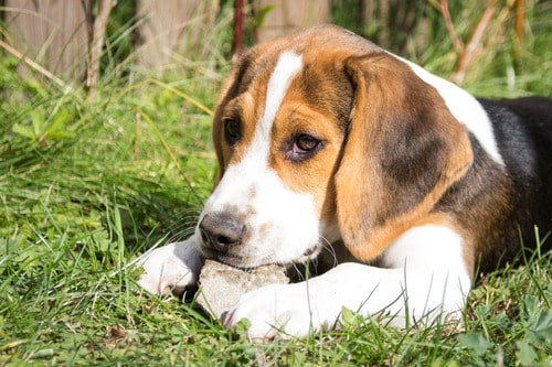 beagle-puppy-playing-with-a-rock-in-the-grass